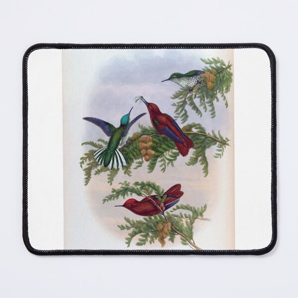 Item preview, Eustephanus Fernandensis designed and sold by Lucy Goosy Art.