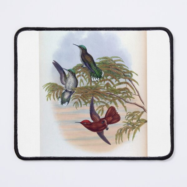 Item preview, Eustephanus Leyboldi designed and sold by Lucy Goosy Art.
