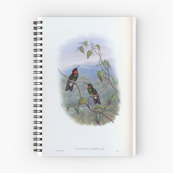 Item preview, Heliangelus Micrastur designed and sold by Lucy Goosy Art.