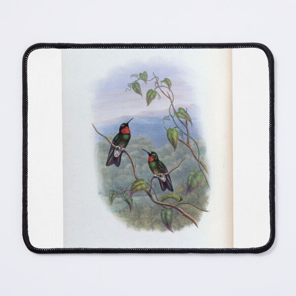 Item preview, Heliangelus Micrastur designed and sold by Lucy Goosy Art.