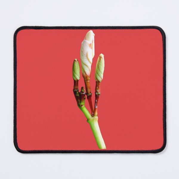 Item preview, beautiful buds flowers of Plumeria, Chinese plumeria or frangipani flowers. designed and sold by MiMee4451.