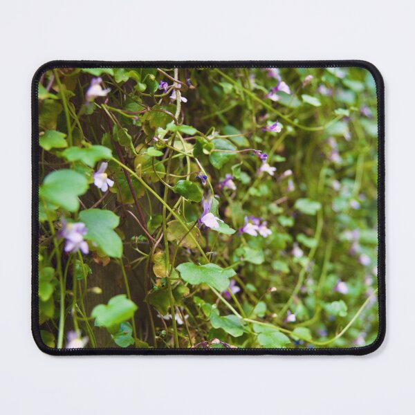Item preview, Kenilworth ivy designed and sold by wesneves.