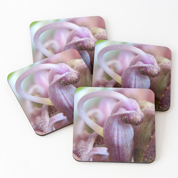 Item preview, Grevillea sericea designed and sold by BotanyByYen.