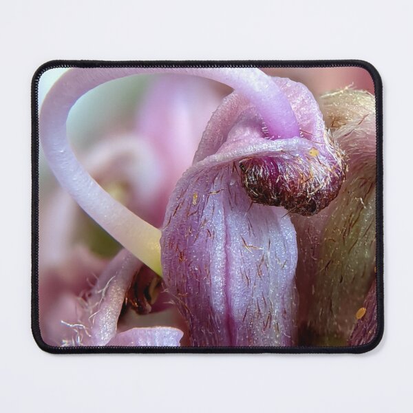 Item preview, Grevillea sericea designed and sold by BotanyByYen.