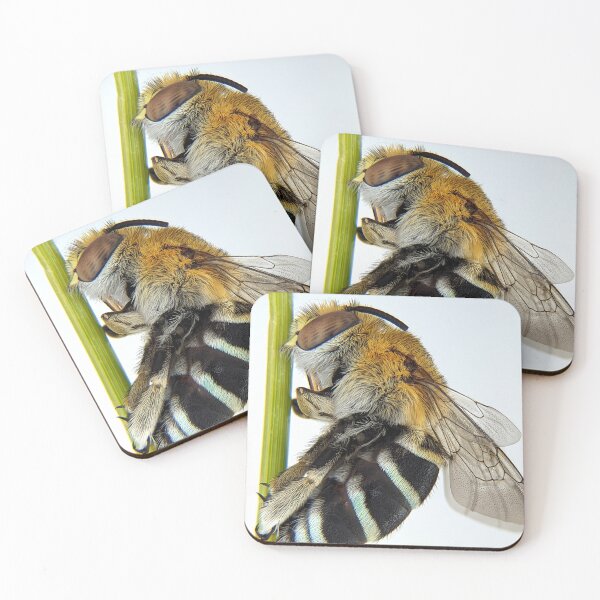 Item preview, Blue Banded Bee designed and sold by BotanyByYen.