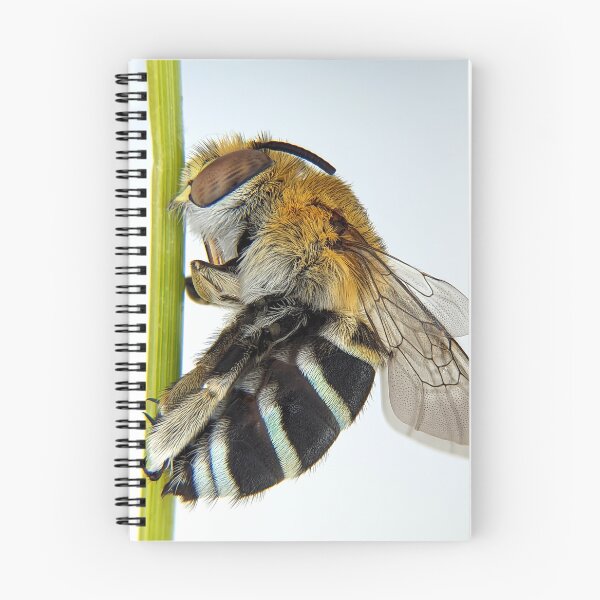 Item preview, Blue Banded Bee designed and sold by BotanyByYen.