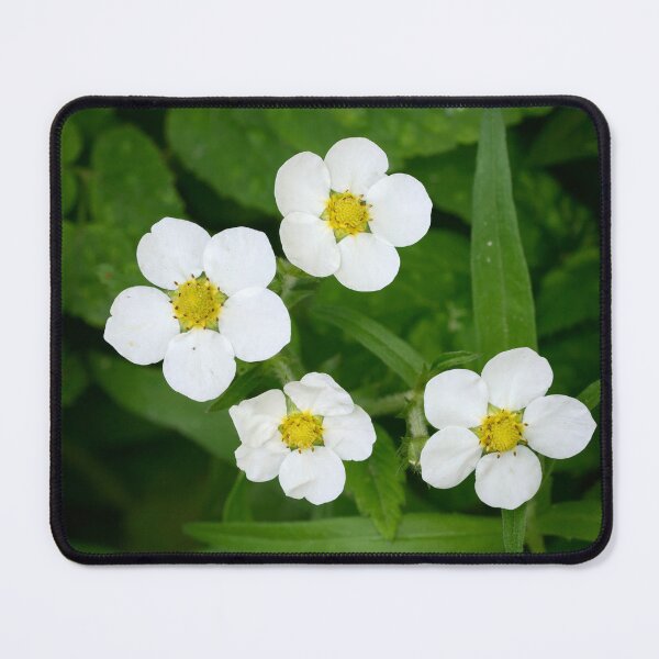 Item preview, Hautbois Strawberry designed and sold by Jouko Lehto Photography.