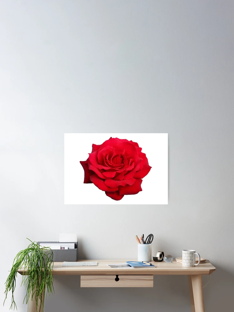 Thumbnail 2 of 3, Poster, Red Roses designed and sold by Murph's Images.