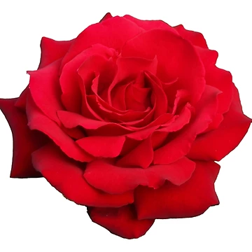 Artwork thumbnail, Red Roses by Murph's Images