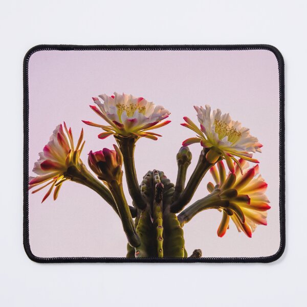 Item preview, Blooming Cactus designed and sold by Ralph Goldsmith.