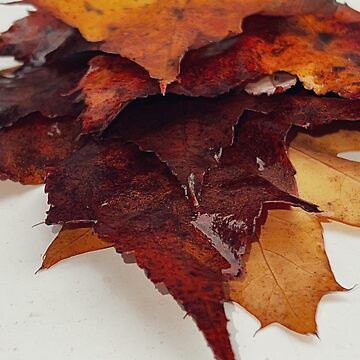 Artwork thumbnail, Fallen, Fall leaves. by IMAGE IMPRINT STUDIO
