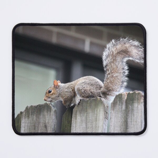 Item preview, Squirrel On Wooden Fence designed and sold by Cynthia48.