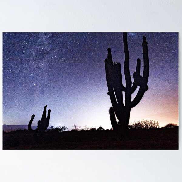 Photo nocturne avec un cactus Poster