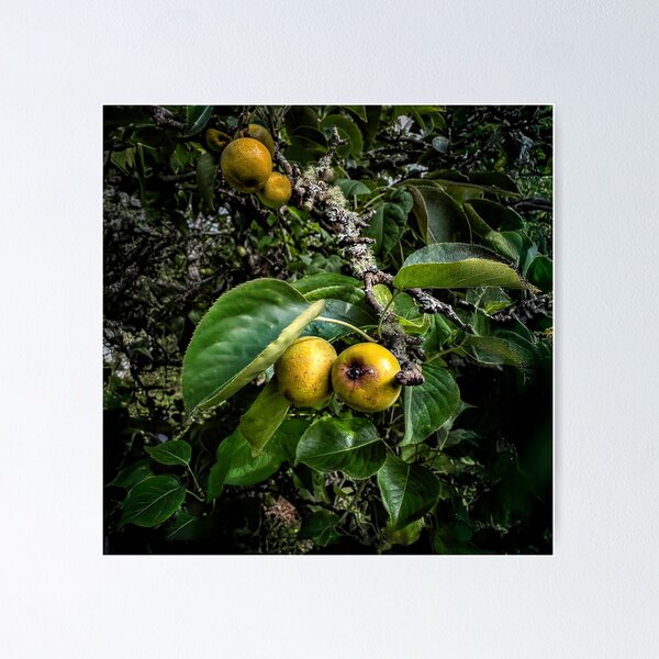 Item preview, Comes the Harvest designed and sold by Steve Walser.