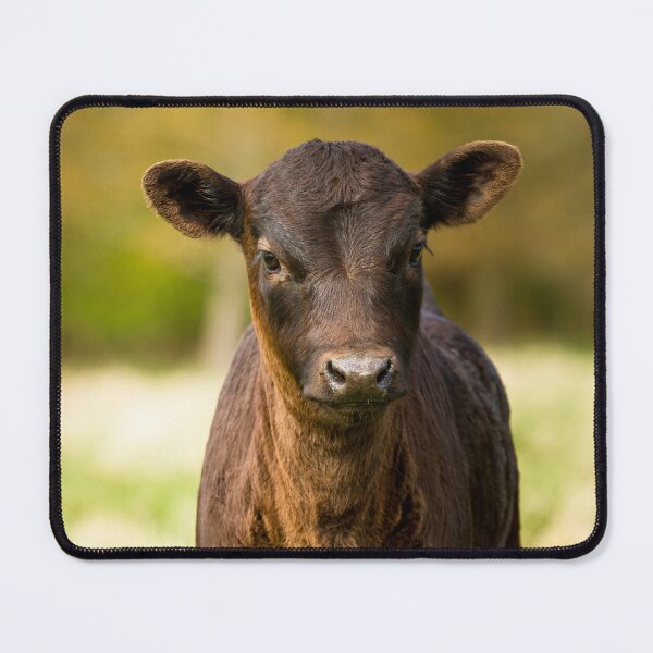 Item preview, Dexter Calf designed and sold by Jane Stanley Photography.