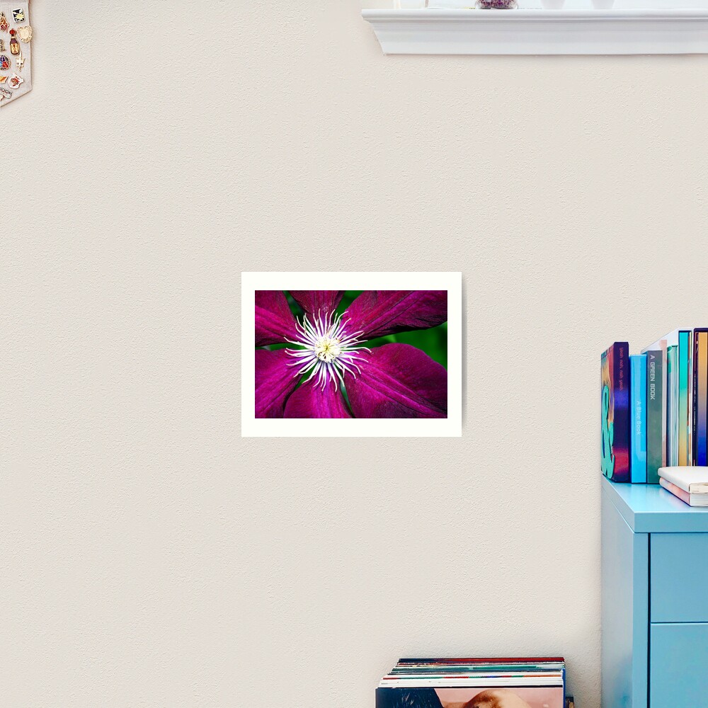 Clematis Art Print