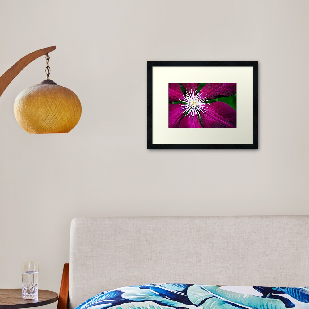 Clematis Framed Art Print