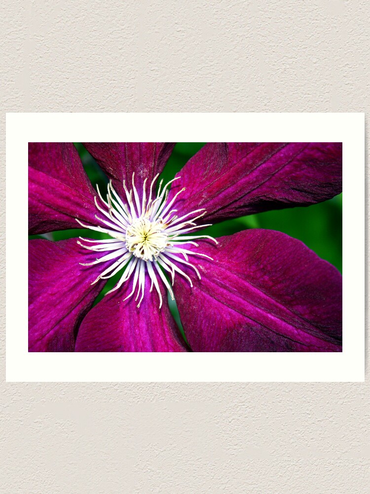 Alternate view of Clematis Art Print