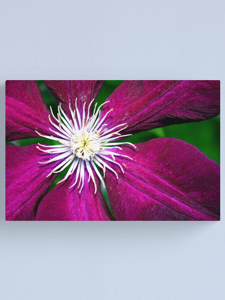 Alternate view of Clematis Canvas Print