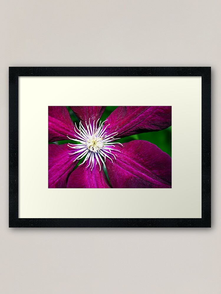 Alternate view of Clematis Framed Art Print