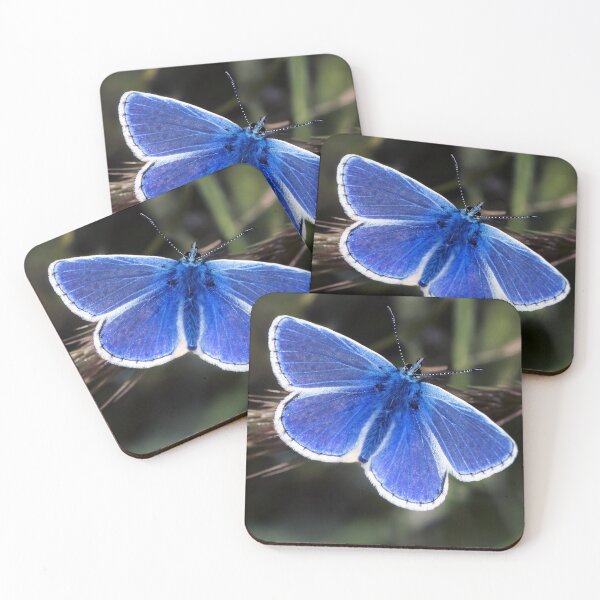 Item preview, common blue butterfly  designed and sold by Tom McPherson Photography.