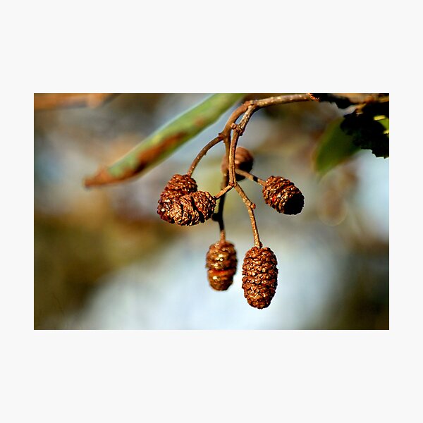 Item preview, Pinecones on a branch designed and sold by wesneves.