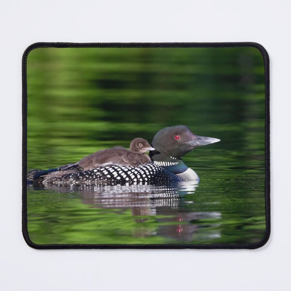 Item preview, Common loon swimming with chick on her back designed and sold by James Cumming.