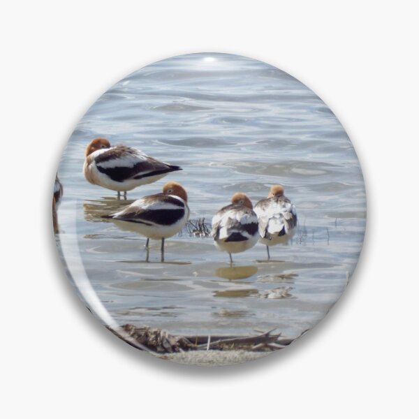 Item preview, American Avocets designed and sold by Brenda's Images.