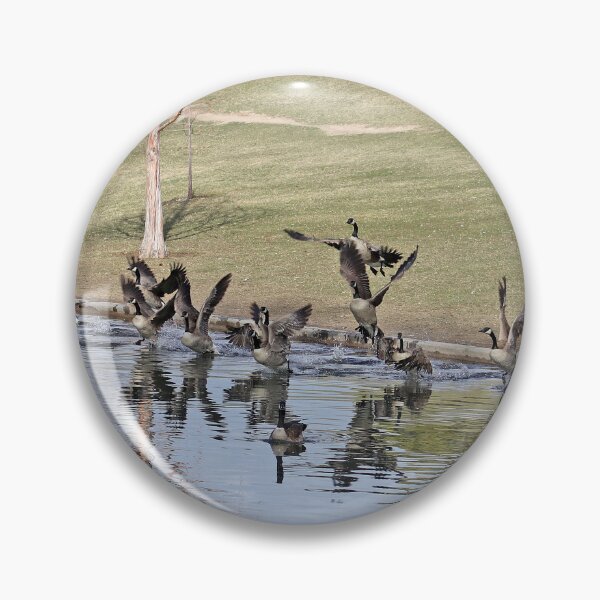Artikelvorschau, Kanadische Gänse beim Abheben entworfen und verkauft von Brenda's Images.