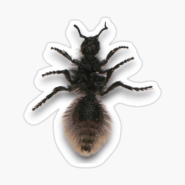 Item preview, Velvet Ant designed and sold by Studio Sonders.