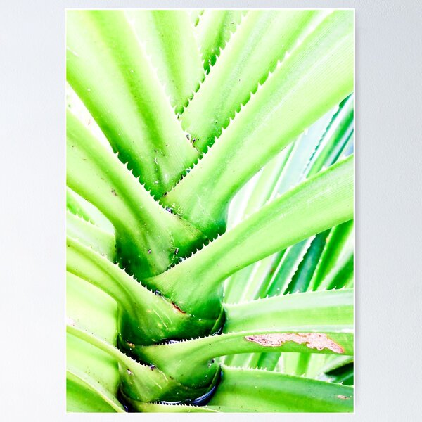 Item preview, Tropicália designed and sold by John Seaton Callahan.