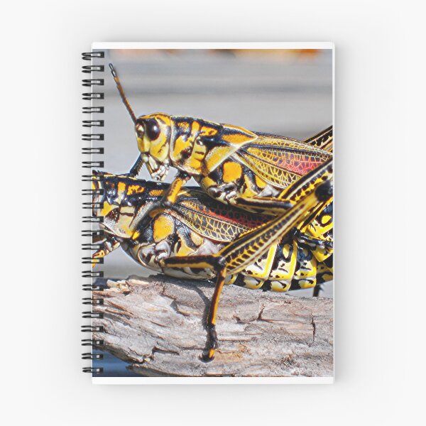 Item preview, Double Take Grasshopper  designed and sold by Karen Harding Art and Illustration .