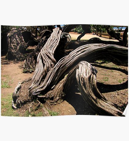 twisted tea merchandise amazon