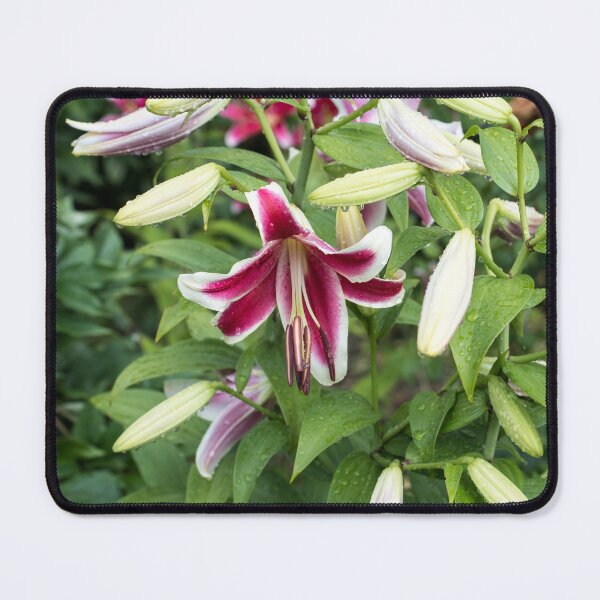 Item preview, Wet Stargazer Lilies and Buds designed and sold by Georgia Mizuleva.
