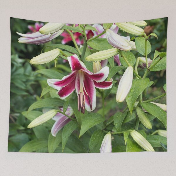 Item preview, Wet Stargazer Lilies and Buds designed and sold by Georgia Mizuleva.