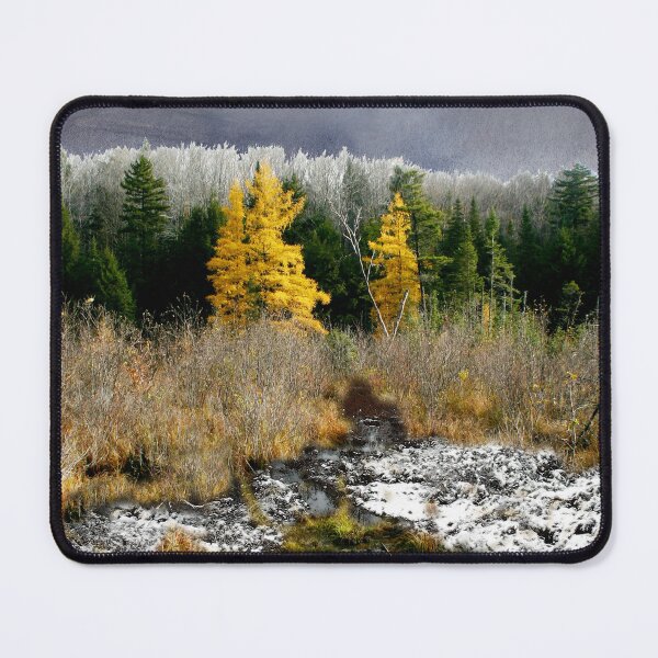 Item preview, A Golden Moment in the Larch Bog designed and sold by Wayne King.