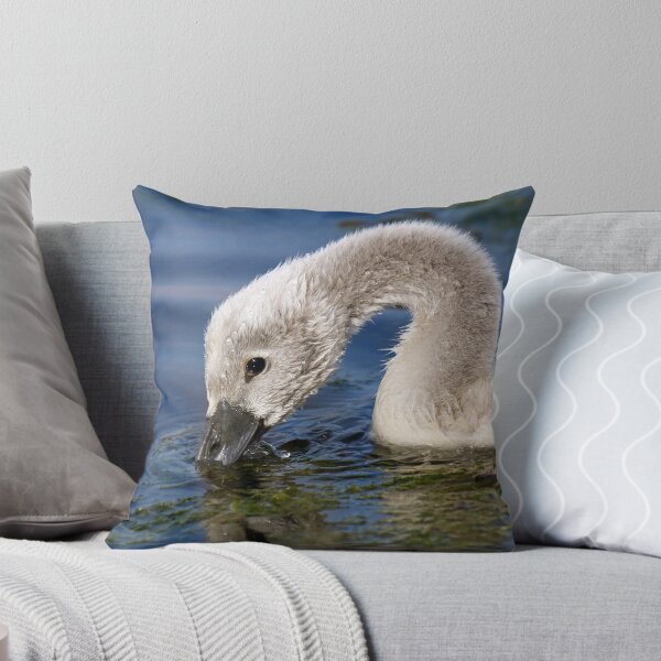 Aperçu de l'œuvre Réflexion Cygnet créée et vendue par GreyFeatherPhot.