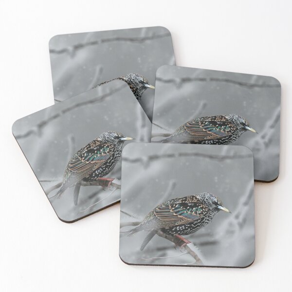 Item preview, Common Starling designed and sold by Alec Perego.