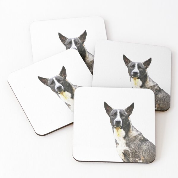 Item preview, A black and white mixed breed dog with erect ears and an intense gaze on a dark background, showing short, coarse fur and an alert demeanor. designed and sold by KinImageCraft.