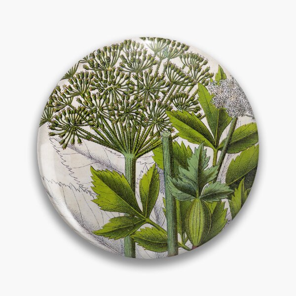 Item preview, Angelica Archangelica Botanical Illustration (1796) designed and sold by tarotstarostina.