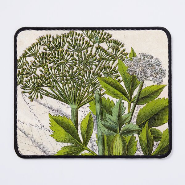 Item preview, Angelica Archangelica Botanical Illustration (1796) designed and sold by tarotstarostina.