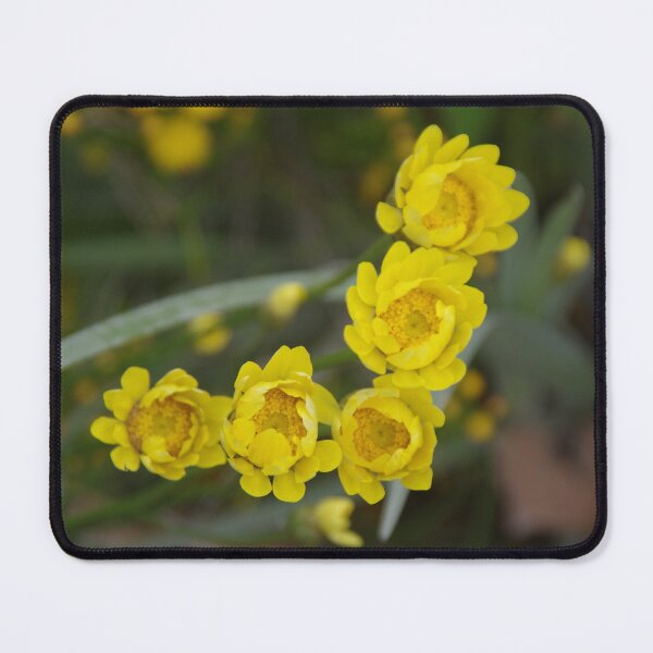 Item preview, Golden Everlastings - Xerochrysum bracteatum #2 designed and sold by lezvee.