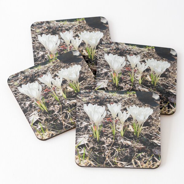 Item preview, White Crocuses designed and sold by Alicia-Itakura.