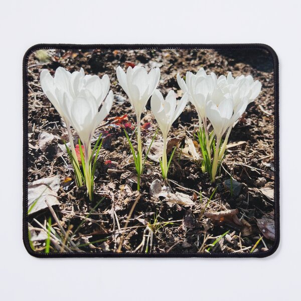 Item preview, White Crocuses designed and sold by Alicia-Itakura.