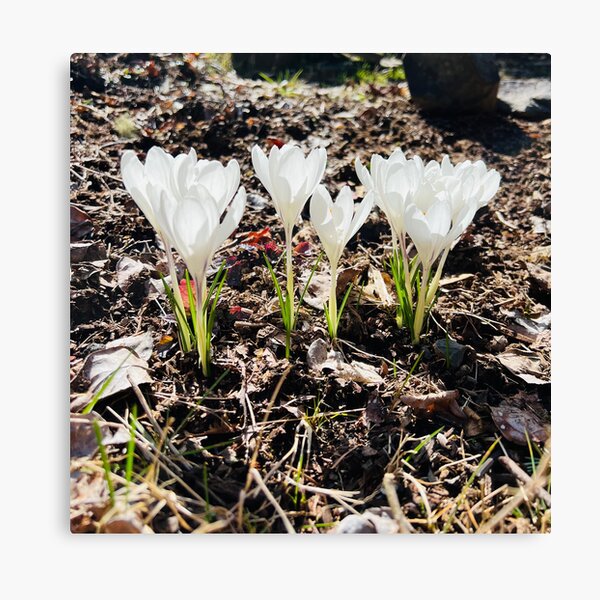 Item preview, White Crocuses designed and sold by Alicia-Itakura.