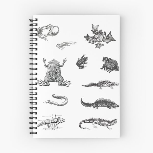 Item preview, Amphibians - vintage illustrations | Collection designed and sold by Adams-Lilith.