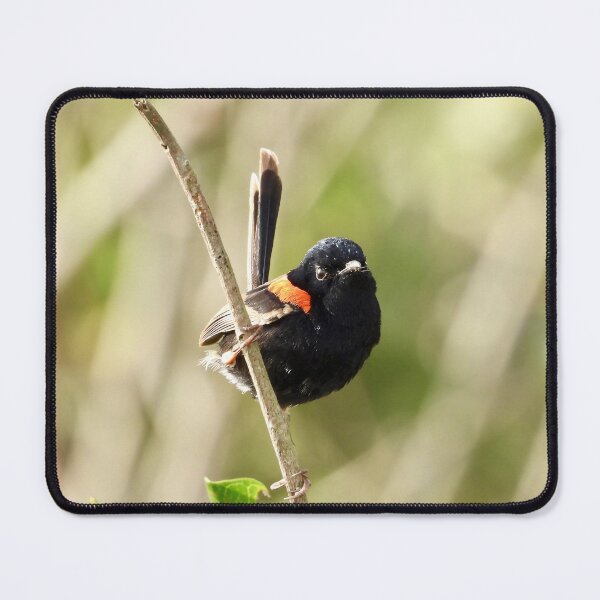 Item preview, Red backed Fairy Wren close up designed and sold by Mark Grimsley.