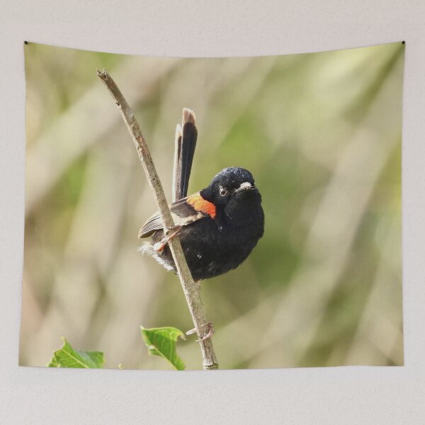 Item preview, Red backed Fairy Wren close up designed and sold by Mark Grimsley.