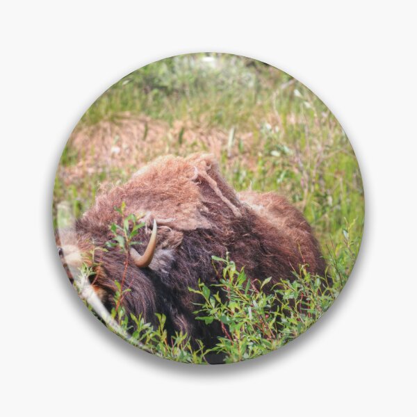 Item preview, Grazing muskox designed and sold by zumi.
