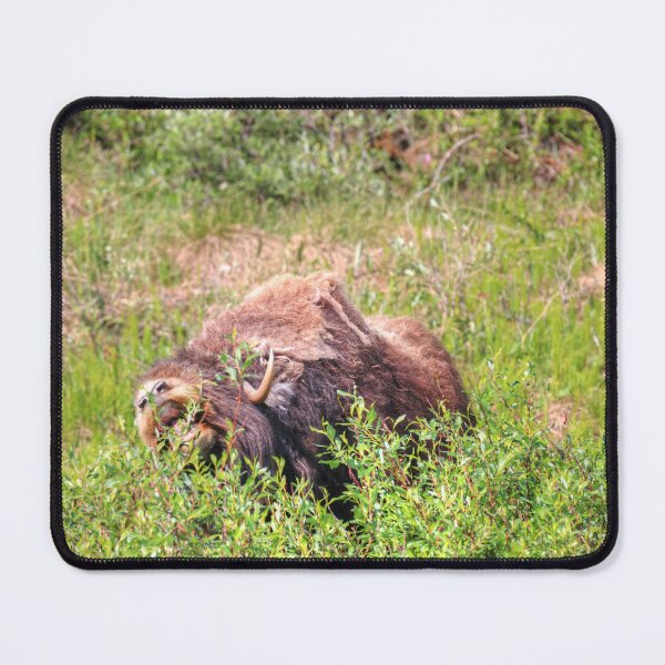 Item preview, Grazing muskox designed and sold by zumi.